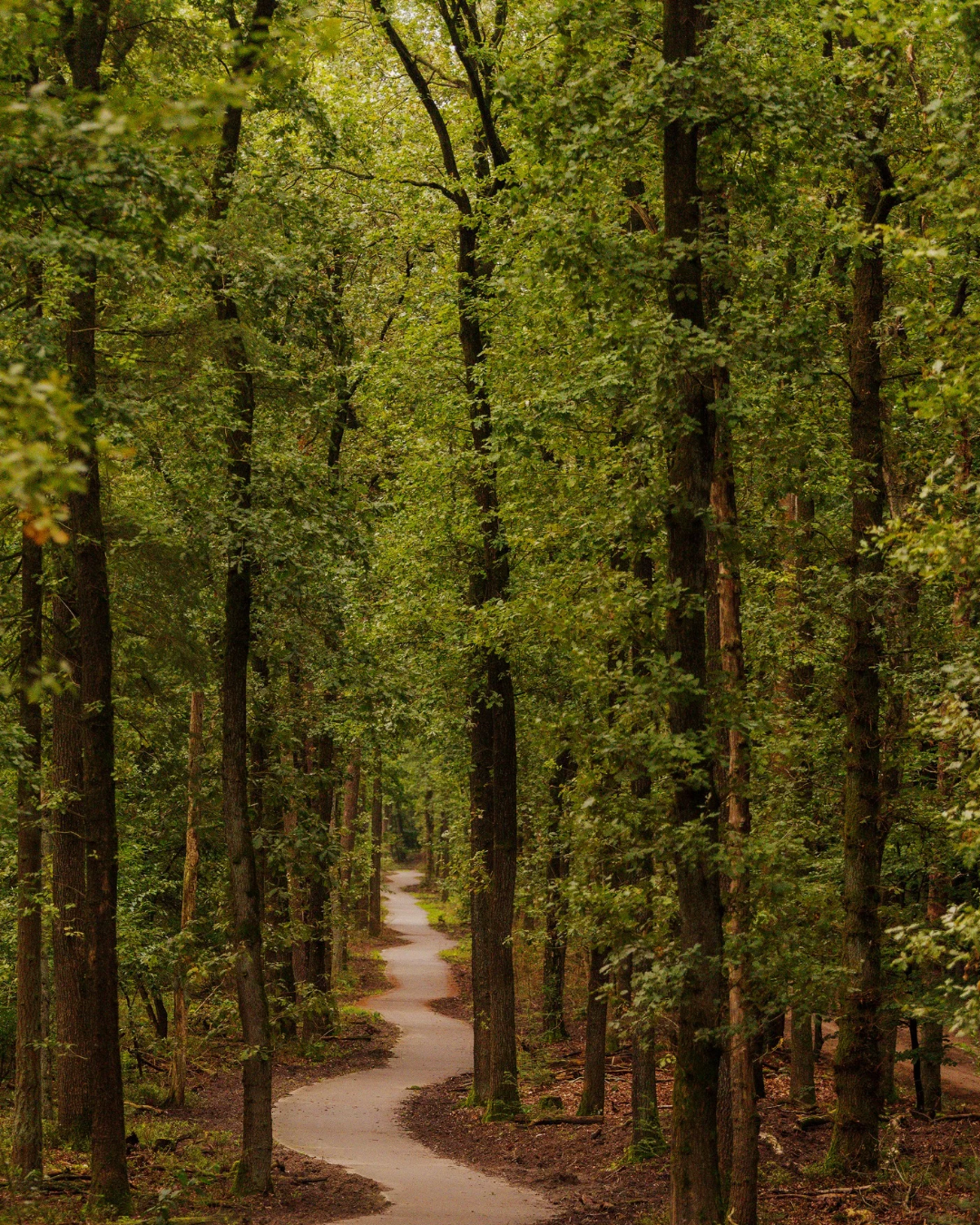 La Forêt Enchantée
